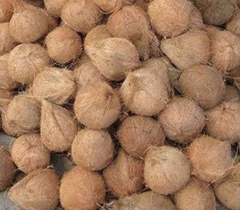Semi Husk Coconut – product photo 1, product detail gallery