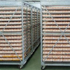 Fresh Brown Chicken Eggs Wholesale Supply – product photo 2, product detail gallery