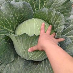 Fresh Wholesale Cabbage Round and Flat Cabbages by Chinese Factory in Bulk - Image 1