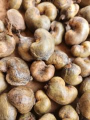 Cocoa Bean – product photo 2, product detail gallery