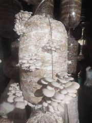 Mushroom Spawn - Image 1
