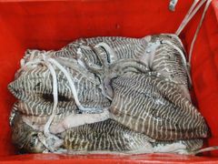 FROZEN CUTTLE FISH WHOLE – product photo 1, product detail gallery