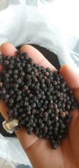 Premium Kerala Black Pepper Whole – 500 GL / 550 GL - Image 2