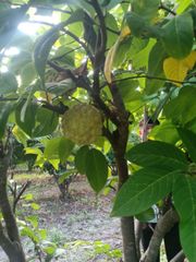 Custard Apples - Image 3