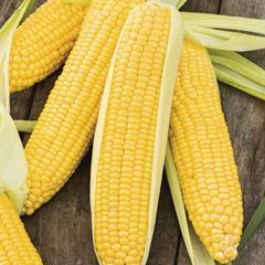 High Quality Yellow Corn Maize 25kg 50kg Export Grade Clean Whole Kernels Rich Nutrition Ideal For Poultry Feed Livestock And Milling Industry Buy Today Fast Delivery Premium Quality Wholesale - Image 4