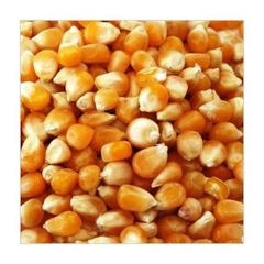 Premium grade yellow maize for export to inter-national markets - Image 2