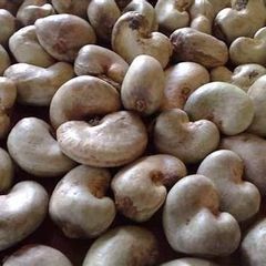 RAW CASHEW NUTS – product photo 2, product detail gallery