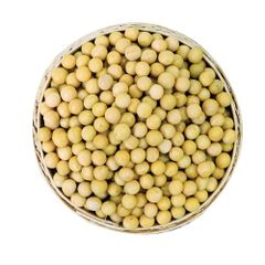 Bulk Yellow Soybeans, Premium New Crop Non-GMO Soybean for Cooking, Sprouting & Food Processing Soybean Seed - Image 2