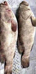 Fresh Chilled Spotted Grouper Payment Terms LC & TT Shipping Method By Air - Image 3