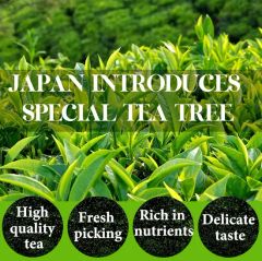 Chinaherbs Organic Matcha Powder Japan Ceremonial Grade Green Tea Powder Matcha Tea - Image 4