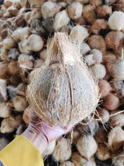 Semi-husked coconut – product photo 8, product detail gallery