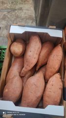 Egyptian sweet potatoes – product photo 2, product detail gallery