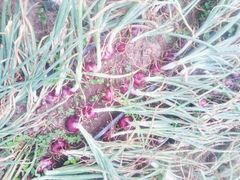 Red onions from Kenya – product photo 2, product detail gallery