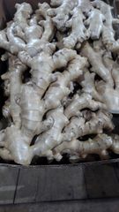 FRESH GINGER – product photo 2, product detail gallery
