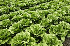 Romaine lettuce Flavor Mild Texture Crunchy Freshness Superior Export Demand High Packaging Carton box Shelf Life 3 days in open - Image 2