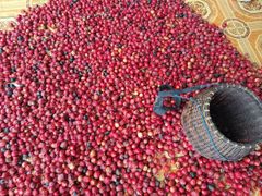 NUTMEG - Image 3