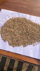 Sesame Seeds – product photo 2, product detail gallery