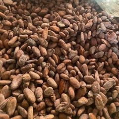 Premium sun-dried cocoa beans - Image 1