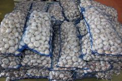 Fresh Garlic Fresh Vegetables – product photo 2, product detail gallery