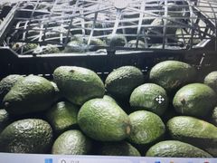 Cold pressed Avocado  Edible Oil.Mexico - Image 1