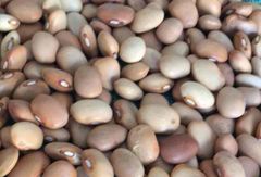 Cream Beans - Image 1
