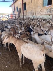 LIVE GOAT Grade Grade 1 Quality Export Quality - Kaddad smart solutions