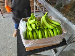 Fresh Green Cavendish Banana - Image 5