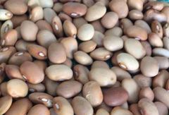 Cream Beans - Image 2