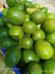 "Alpukat Mentega ( butter avocado ) " - Image 1
