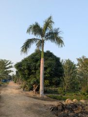 Royal palm beautiful and healthy plants 6 mitre clear trunk stock availableal most 100 plants available here - Image 3