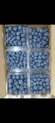 Blueberry – product photo 1, product detail gallery