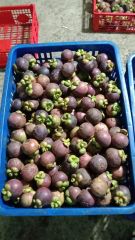 Fresh Mangosteen from Indonesia, High Quality, Naturally Sweet, Freshness, and Natural Taste - Image 5