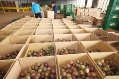 Fresh Passion Fruit for tropical style packing 7kg/box Tel/whatsapp +84 345128188 – product photo 5, product detail gallery