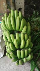 Fresh Premium Banana –  Indonesian Fresh Banana, Grade Premium, Yellow Banana, Green Banana, FOB - Image 5