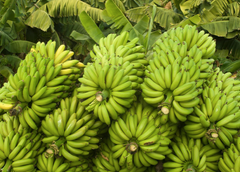 Fresh Banana - Image 6