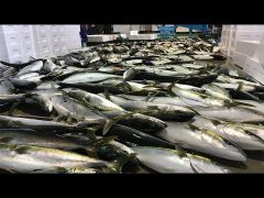 Buri / Hamachi (Yellowtail Amberjack) Moisture ≤ 75% Protein 18 – 22% Type Farm-raised (aquaculture) Texture Firm, Oily, And - Image 1