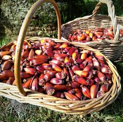 Brazilian Pine Nuts (Pinhão) - Origin from Southern Brazil - Image 2