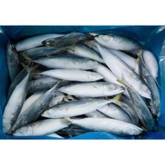 Frozen Mackerel Frozen Whole Fish Mackerel 18+ - Image 2