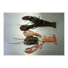 Premium quality Canadian whole raw lobster UHP arranged for bulk buyers with fast delivery - Image 2