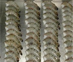 Frozen Black Tiger Shrimp