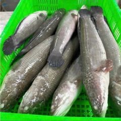Frozen Snakehead Fish - Image 1