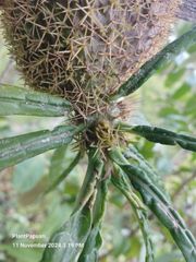 Live Myrmecodia erinacea (Ant Plant) from Papua - Image 3