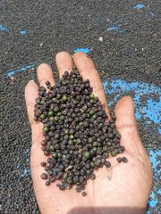 Black Pepper – product photo 1, product detail gallery