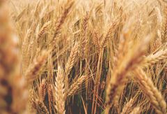 Organic Cereals Mix Organic Certification All Organic Oilseed Type Hemp Seeds, Sunflower Seeds Primary Use Human And Animal - Image 2