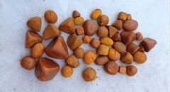 100% Pure Natural Ox Gallstones (Cow Gallstones / Calculus Bovis) | High Bilirubin Grade | Whole & Broken Available | Thailand Origin Export Quality - Image 3