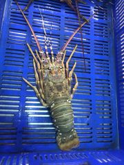 FROZEN LOBSTER WHOLE – product photo 1, product detail gallery