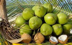 Big Sale - Vietnam Fresh Coconut-/Dried semi-coconut/ Desiccated Coconut fruit export USA,UK, EU market – product photo 5, product detail gallery