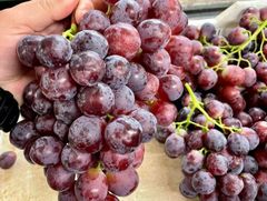 Early Sweet Grapes from Nine Fruits Exports for supply Export  to wholesale and  distributors - Image 5