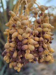 Dates and citrus fruits - Image 4
