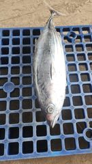 SKIPJACK TUNA Grade A Sea Frozen Place of Origin - Image 3